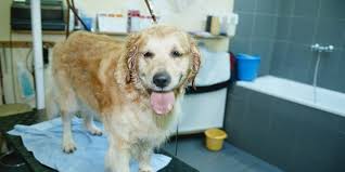 We carry premium and holistic pet foods including: The Pet Economy