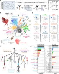 Image result for Vepris allenii