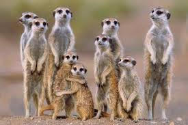 Erdmannchen Mirket With Images Animals Beautiful Cute Animal Pictures Meerkat