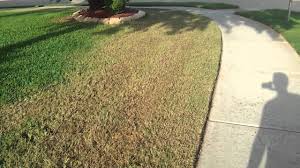 It grows in a wide variety of soils and ph levels, comes in several cultivars and is the most common turf grass grown and used throughout the state of florida. Remove St Augustine Grass Youtube