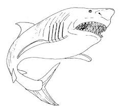 Children have also developed a liking for them and as a result they love to read stories involving them or fill up shark coloring pages with attractive colors. Great White Shark Coloring Page Free Shark Coloring Pages Animal Coloring Pages Coloring Pictures