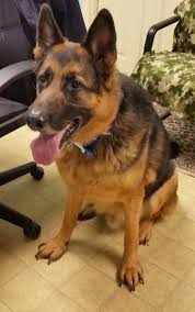 German shepherds need plenty of mental and physical stimulation daily, to prevent behavioral issues. Black German Shepherd Puppies Ct Review At Puppies Www Addlab Aalto Fi