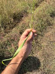 Image result for Eragrostis aspera