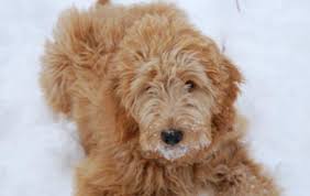 2,279 likes · 51 talking about this. Goldendoodles For Sale In Ohio Mini Goldendoodle