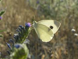 I think it's cute though, so here's a short. Pieris Mannii Wikipedia