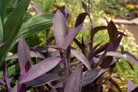 Welcome to the famous dave's garden website. Purple Heart Plant Care Growing Guide