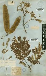 Image result for Albizia adianthifolia