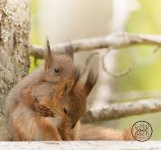 Geert Weggen on Instagram: “friendship © Geert Weggen #young #tree #sweden  #warmth #fun #humor #friendship #santa #love #photo… | Cute squirrel,  Squirrel, Instagram