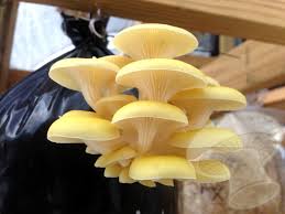 Check spelling or type a new query. Pleurotus Citrinopileatus Golden Oyster Mushroom Spore Print Everything Mushrooms