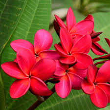 Red Plumeria Plant Rooted Red Frangipani Plant Not Just Cuttings Easy To Grow Bulbs