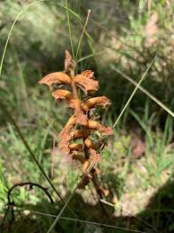 Image result for Orobanche minor