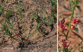 Image result for Indigofera hilaris