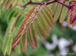 Image result for Acacia galpinii