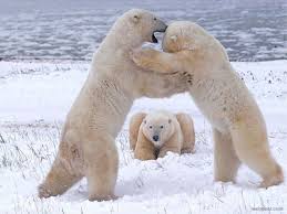 30 Incredible And Award Winning National Geographic Animal Photos Wildlife Photography Polar Bear National Geographic Animals Animal Photography