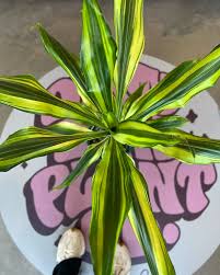 Image result for Dracaena steudneri