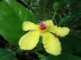 Image result for Dilleniaceae