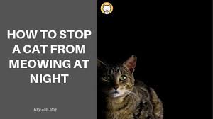 He/she seems to be a stray. How To Stop A Cat From Meowing At Night Kitty Cats Blog