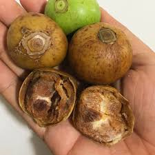 Image result for Vangueria esculenta