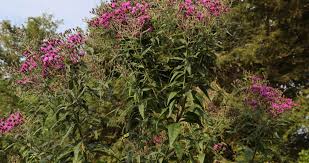 Image result for Vernonia turbinella