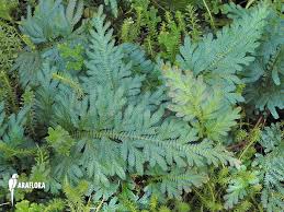 Image result for Selaginella vogelii