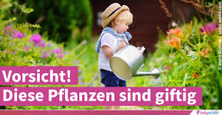 Zu den giftigsten pflanzen in unseren gärten zählt der rizinus. Giftige Pflanzen Fur Kinder Vorsicht Vor Diesen 43 Gewachsen
