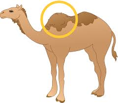 (breeds) a type of arabian camel bred for racing and riding, having a. Hump Free On Line English Dictionary Thesaurus Children S Intermediate Dictionary Wordsmyth