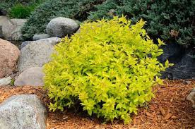 Image result for Spiraea bumalda