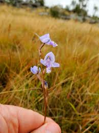 Image result for Disa baurii