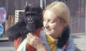 Koko The Gorilla Dead How Long Do Gorillas Live In The Wild Nature News Express Co Uk