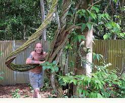 Field Report Ayahuasca Vine Cultivation And Harvesting In The Peruvian Amazon Medicine Hunter