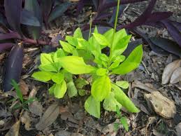 Image result for Talinum paniculatum