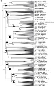 Image result for Carex runssoroensis