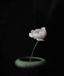 Black And White Still Life Photography Black And White Photography Still Life By Lucysnowephotography Flowers Photography Still Life Photography White Photography