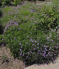 Image result for Geranium incanum