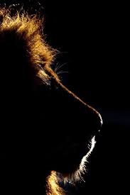 king lion head silhouette