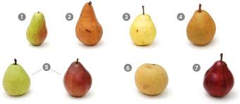 7 Types And Varieties Of Pears Plus Delicious Pear Recipes