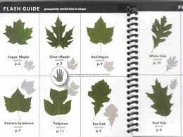 Acer /ˈeɪsər/ is a genus of trees and shrubs commonly known as maples. Different Maple Leaf Shapes Novocom Top