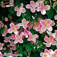 Anemonenclematis Elisabeth Online Kaufen Bei Gartner Potschke In 2020 Pflanzen Kletterpflanzen Klematis