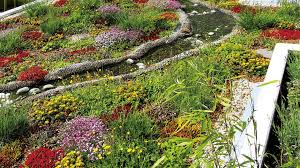 Image result for Felicia mossamedensis