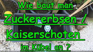 Zuckererbsen Kaiserschoten Anbauen Pflanzen Im Kubel Selbstversorgung Im Kleinen Garten Youtube