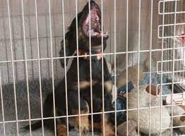 How To Stop Your Dog Crying In Its Crate Dog Crying Puppy Cage Dog Whining