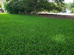 Curious Why We Don T Sell St Augustine Grass Anymore