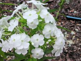 Image result for Polemoniaceae