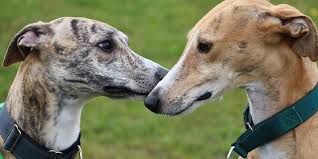 Check spelling or type a new query. Thousands Of Florida Greyhounds Will Need New Homes After Dog Racing Ban Fox News