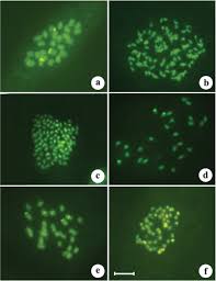 Image result for Phyllanthus odontadenius