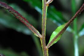 Image result for Lomariopsis warneckei