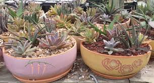 We are proud to offer the best selection of native cacti to customers in pima county, arizona and surrounding areas. The Cactus King Cactus And Succulent Nursery Cactus King Cacti And Succulents Succulents Farm Nursery