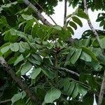 Image result for Centrolobium robustum