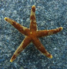 Image result for Eriosema pumilum