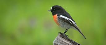 Regina is the 420 ranked female name by popularity. Scarlet Robin And Friends Birds As Poetry Just Because I Wander Doesn T Mean I M Lost